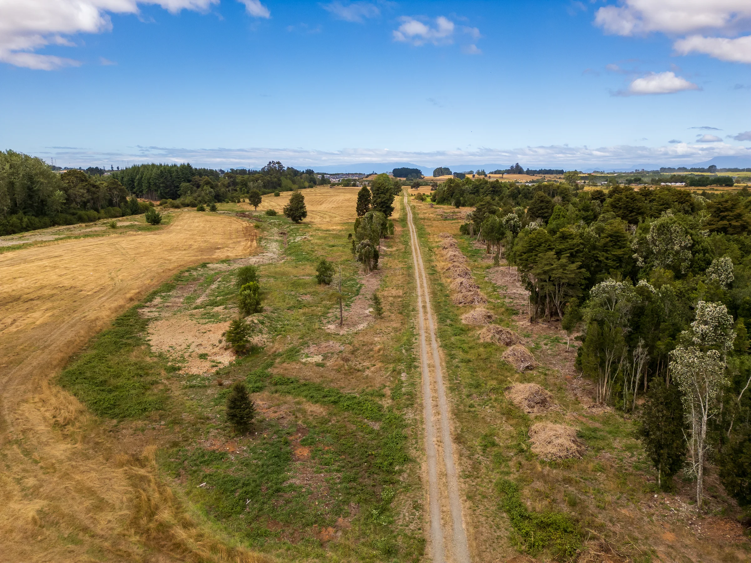 Niebla matinal sobre el bosque