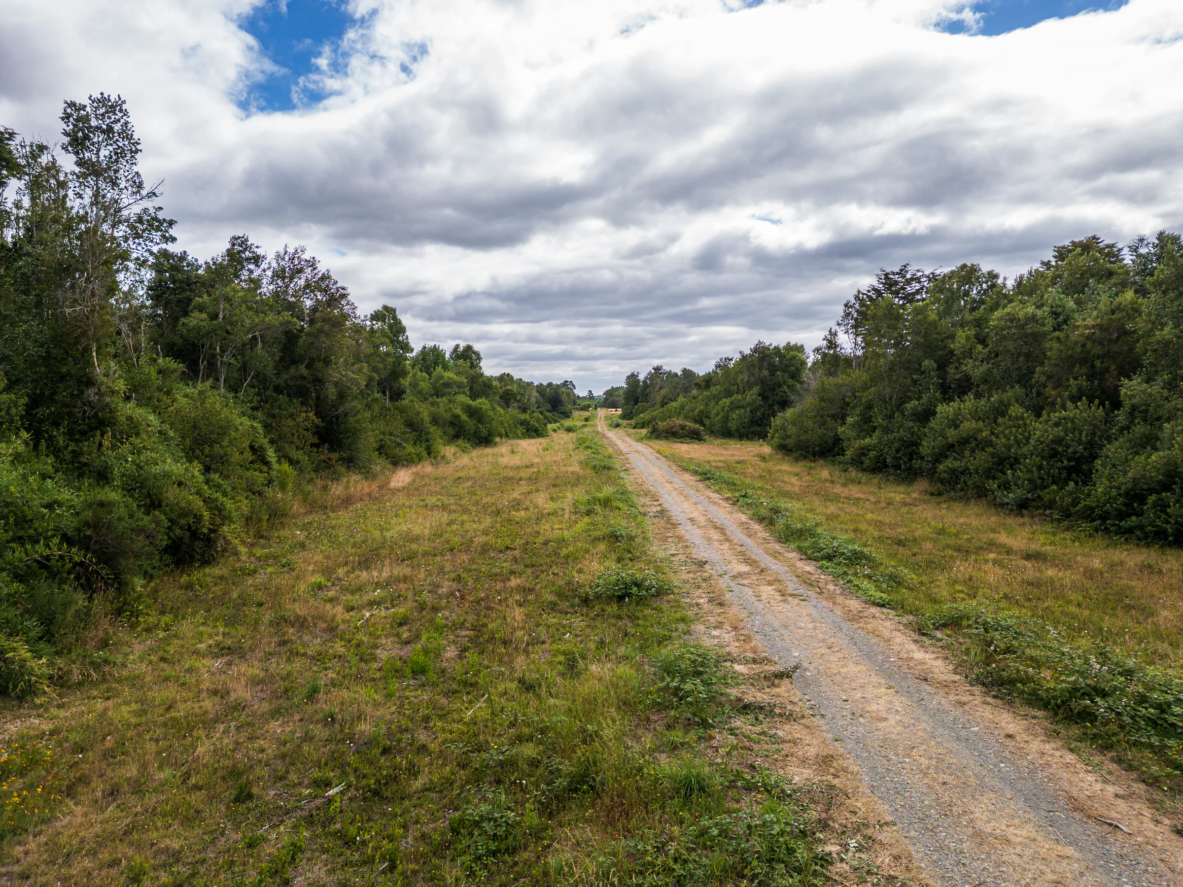 Bosque nativo con coigües