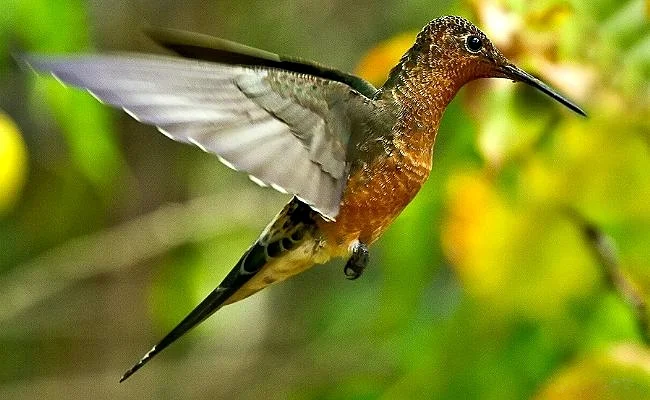 Colibrí Patagona gigas posado en rama de avellano